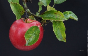 pomme rouge renetta